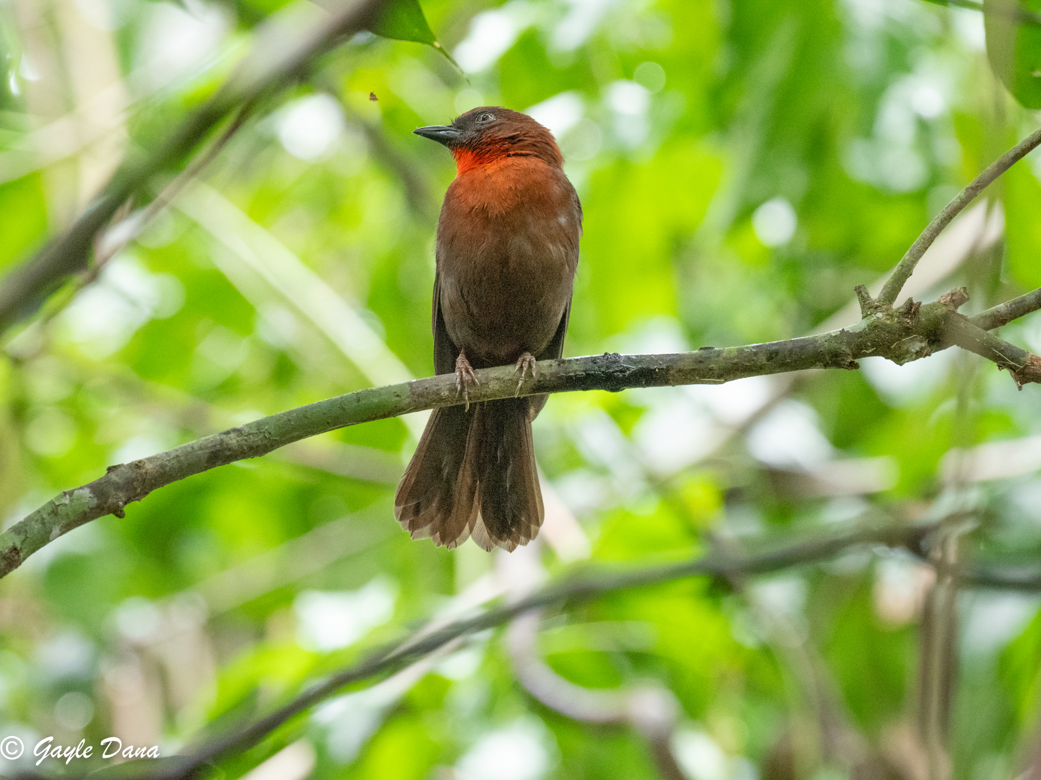 Red throated Ant Tanager